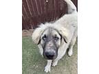 Adopt Dexter ***RESCUE CENTER*** a Tan/Yellow/Fawn Leonberger / Shepherd