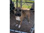 Adopt Dort a Brindle - with White Pit Bull Terrier / Mixed dog in Deerfield