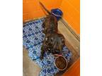 Adopt Emi a Brindle - with White Pit Bull Terrier / Mixed dog in Deerfield