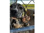 Adopt Bo Jangles a Brindle - with White Pit Bull Terrier / Mixed dog in
