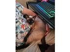 Adopt Buddha a Siamese / Mixed (short coat) cat in Ocala, FL (41072924)