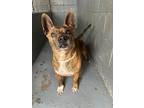 Adopt Peppered a Pit Bull Terrier / Corgi dog in Marietta, GA (41282684)