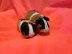 Adopt Shiloh and Sophie a Guinea Pig small animal in South Bend, IN (41445779)