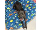 Adopt Baloo a Gray/Silver/Salt & Pepper - with White Pit Bull Terrier / Mixed