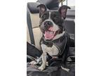 Adopt Zeus a Black - with White Boxer / Mixed dog in Sanford, FL (41447130)