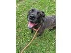 Adopt Atlas a Brindle Mastiff / Labrador Retriever / Mixed dog in Indianapolis