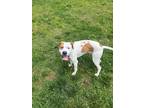 Adopt Pringles a Hound (Unknown Type) / Boxer / Mixed dog in Mineral