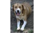 Adopt Happy 24 a Labrador Retriever / Mixed dog in Brookhaven, MS (40699460)