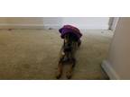 Adopt Apollo a Brown/Chocolate - with Black Chiweenie / Mixed dog in Lithonia