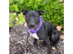 Adopt Candy Pup - Bazooka a Black Pit Bull Terrier / Shepherd (Unknown Type) /