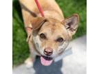 Adopt Forest a Terrier (Unknown Type, Medium) / Corgi / Mixed dog in San Diego