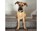 Adopt Aruba Pup - Noord a Shepherd (Unknown Type) / Labrador Retriever / Mixed