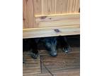Adopt Scarlett a Black Labrador Retriever / German Shepherd Dog / Mixed (short