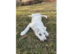 Adopt Leaf a Brindle Labrador Retriever / Great Pyrenees / Mixed (short coat)