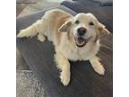 Adopt Laverne a White Collie / Spaniel (Unknown Type) / Mixed dog in San Diego