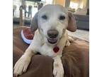 Adopt Shirley a White Beagle / Labrador Retriever / Mixed dog in San Diego