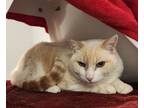 Adopt Sugar a Gray or Blue (Mostly) Domestic Shorthair / Siamese / Mixed (short