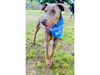 Adopt Benjie a Tan/Yellow/Fawn Doberman Pinscher / Mixed Breed (Medium) / Mixed