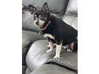 Adopt Pippah a Tricolor (Tan/Brown & Black & White) Miniature Pinscher / Mixed
