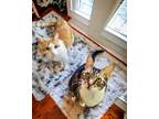 Adopt Mae & Henry Senior Bonded Pair a Domestic Shorthair / Mixed (short coat)