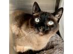 Adopt Dasher a Tan or Fawn (Mostly) Siamese / Mixed (short coat) cat in