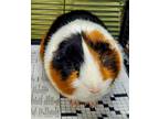 Adopt Marven a Orange Guinea Pig / Guinea Pig / Mixed (short coat) small animal