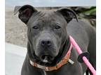 Adopt BERT a Brown/Chocolate American Pit Bull Terrier / Mixed Breed (Medium) /