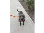 Adopt BREEZY a Merle American Pit Bull Terrier / Mixed Breed (Medium) / Mixed