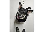 Adopt Bailey a Black German Shepherd Dog / Mixed Breed (Medium) / Mixed (short
