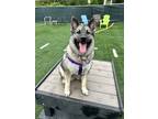 Adopt Lola a Gray/Silver/Salt & Pepper - with Black Norwegian Elkhound / Mixed