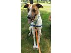 Adopt Ryder a Australian Cattle Dog / Terrier (Unknown Type