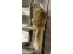 Adopt Milo a Orange or Red Domestic Longhair / Mixed (long coat) cat in