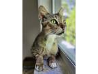 Adopt Luna a Gray, Blue or Silver Tabby Domestic Shorthair (short coat) cat in