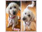 Adopt Daisy a Tan/Yellow/Fawn Poodle (Standard) / Golden Retriever / Mixed dog