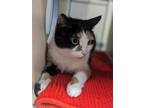 Adopt Evee a All Black Domestic Shorthair / Mixed Breed (Medium) / Mixed (short