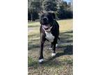 Adopt Maddie a Black Terrier (Unknown Type, Medium) / Rhodesian Ridgeback /