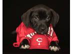 Adopt Morris a Black Mountain Cur / Mixed dog in Newport, KY (41389790)