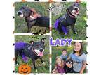 Adopt Lady a Black - with White American Staffordshire Terrier / Labrador