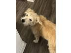 Adopt Harper a Tan/Yellow/Fawn Border Terrier / Mutt / Mixed dog in Nashville