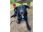 Adopt Miley a Mixed Breed (Medium) / Labrador Retriever / Mixed dog in Columbia