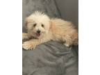 Adopt Daisy a Tan/Yellow/Fawn Poodle (Miniature) / Mixed dog in Schertz