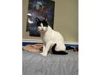 Adopt Astra a Black & White or Tuxedo Domestic Shorthair / Mixed (short coat)