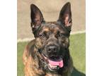 Adopt Gypsy - Foster or Adopt Me! a Belgian Malinois / American Staffordshire