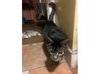 Adopt Penn (with Sally) a Brown Tabby Tabby (short coat) cat in Silverton