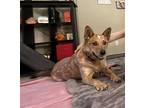 Adopt Rockne a Red/Golden/Orange/Chestnut Australian Cattle Dog / German