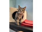 Adopt Terry a Brown Tabby Domestic Shorthair / Mixed (short coat) cat in Gonic