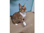 Adopt Amelie AT Petsmart Newington a Brown Tabby Domestic Shorthair / Mixed