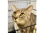 Adopt Einstein a Gray or Blue Domestic Shorthair / Mixed Breed (Medium) / Mixed