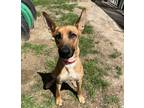 Adopt 73414A Lulu a Brown/Chocolate Belgian Malinois / Mixed Breed (Medium) /