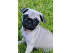 Adopt PUG Puppies a Tan/Yellow/Fawn Pug / Mixed dog in El Mirage, AZ (41328595)